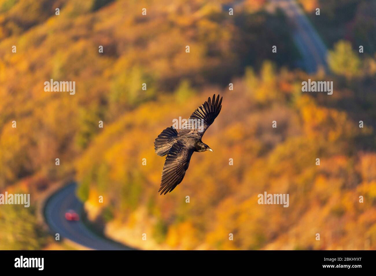 USA, Virginia, Shenandoah Nationalpark im Herbst, Skyline Drive Stockfoto