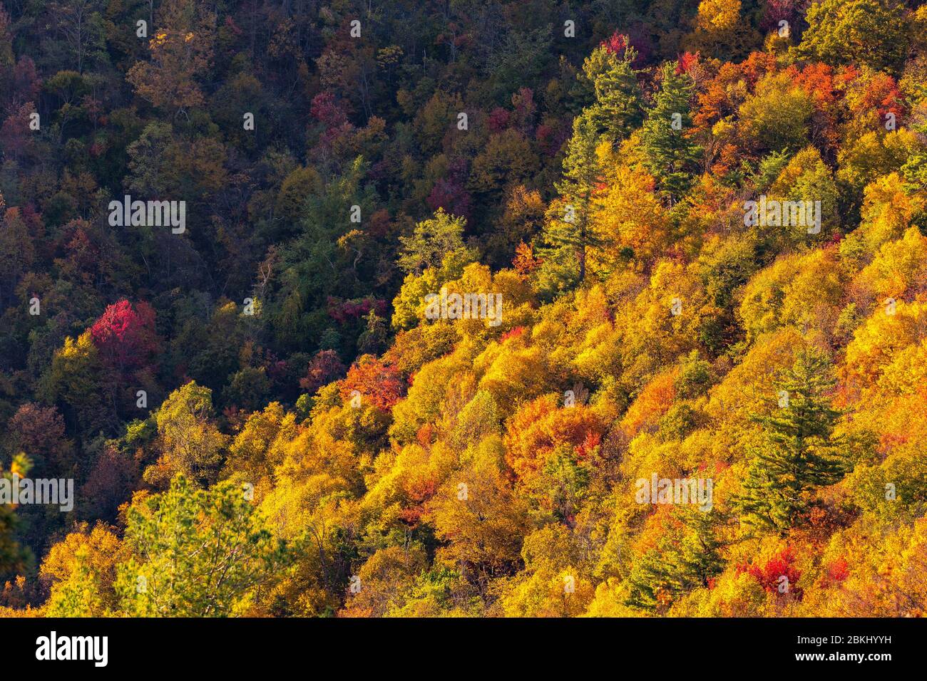 USA, Virginia, Shenandoah Nationalpark im Herbst Stockfoto