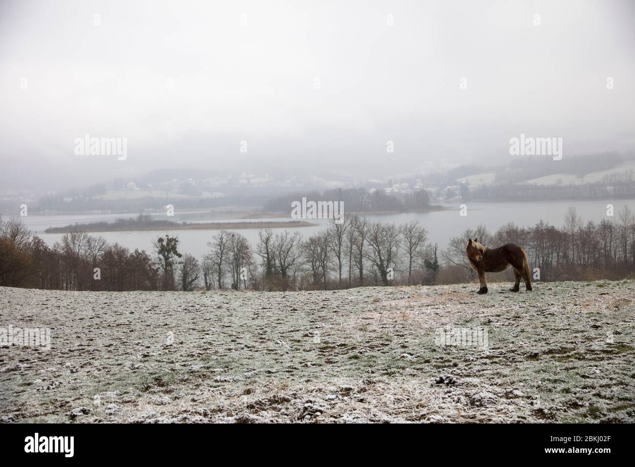 Frankreich, Savoie, vor Savoyard Land, Aiguebelette See, Ponney in den Feldern unter dem Schnee Stockfoto