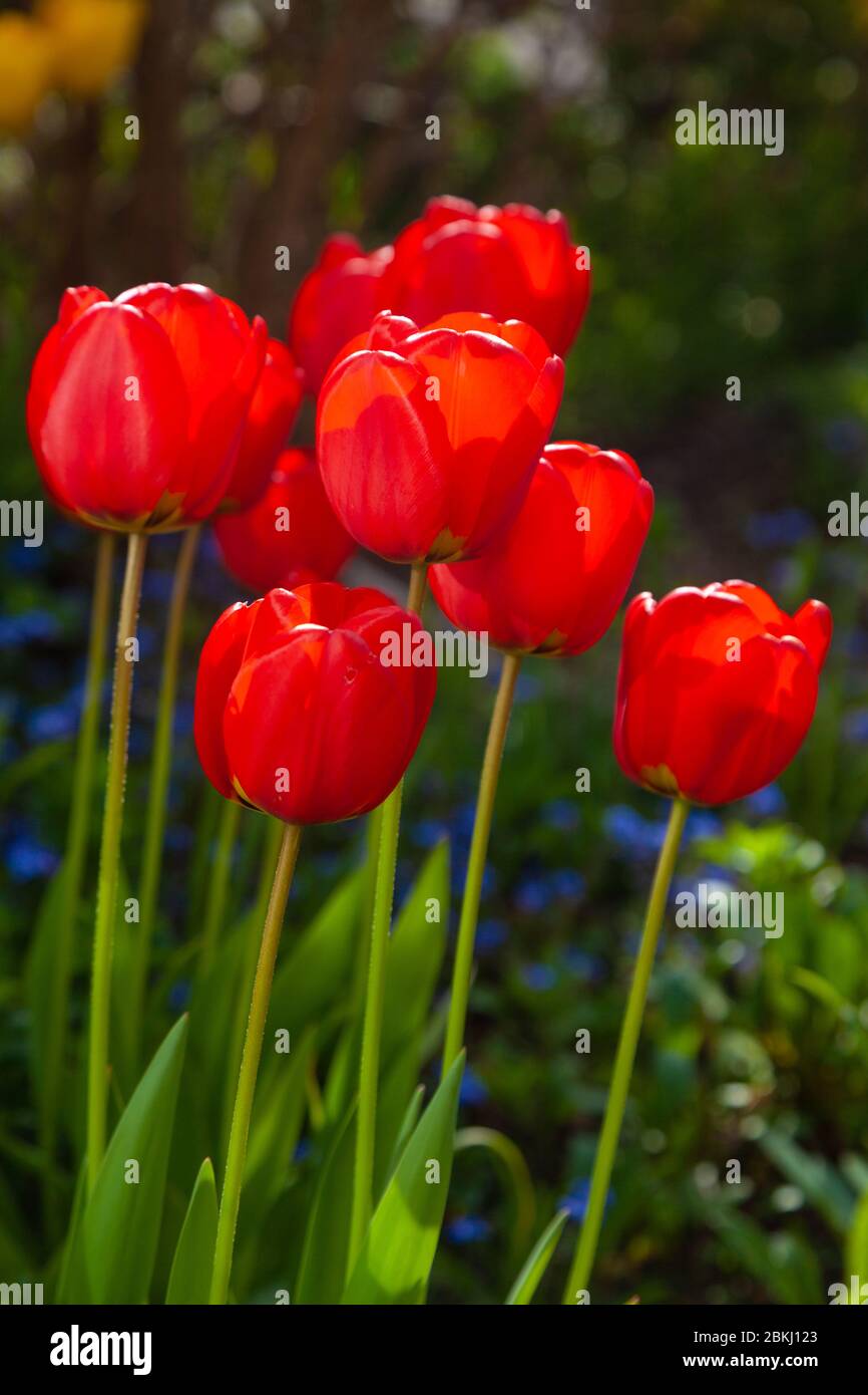 Eine Gruppe von leuchtend roten Tulpen vor einem dunklen Hintergrund beleuchtet zurück. Stockfoto