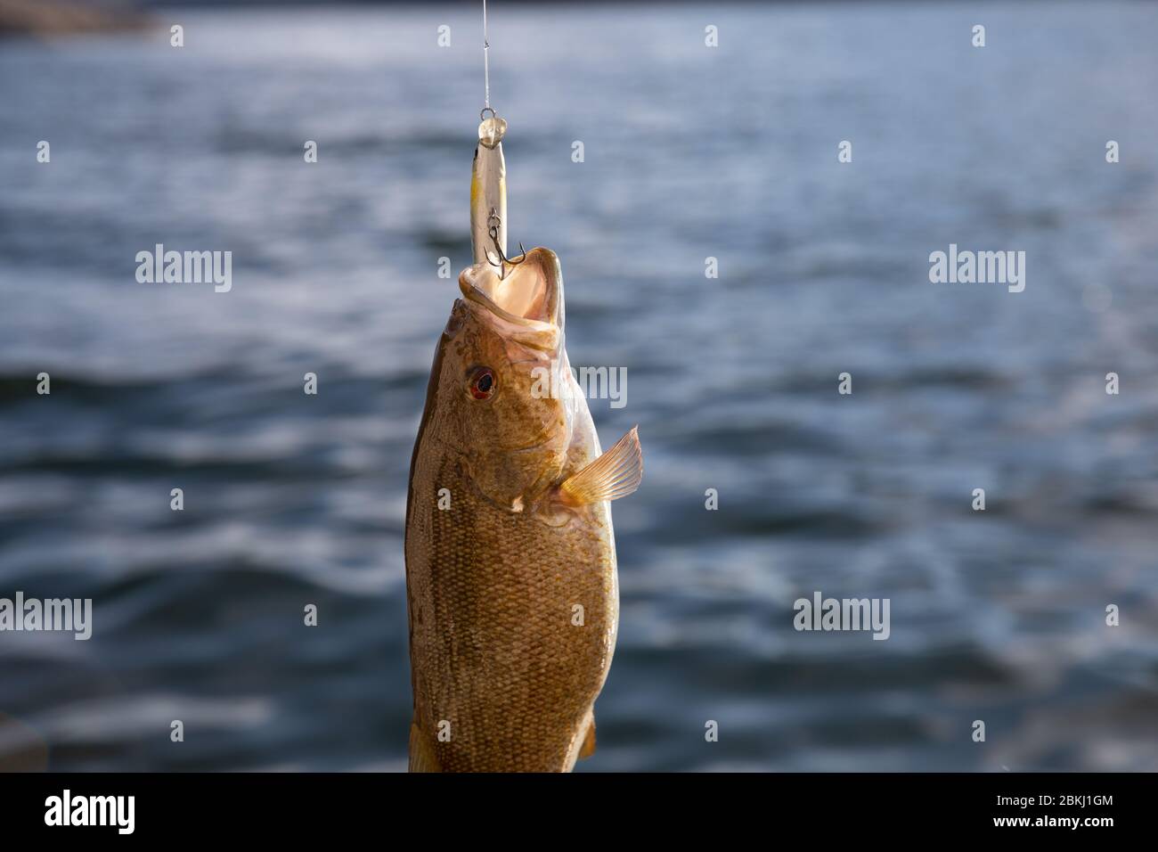 Kleiner Mund Bass hängt an der Angelschnur Stockfoto