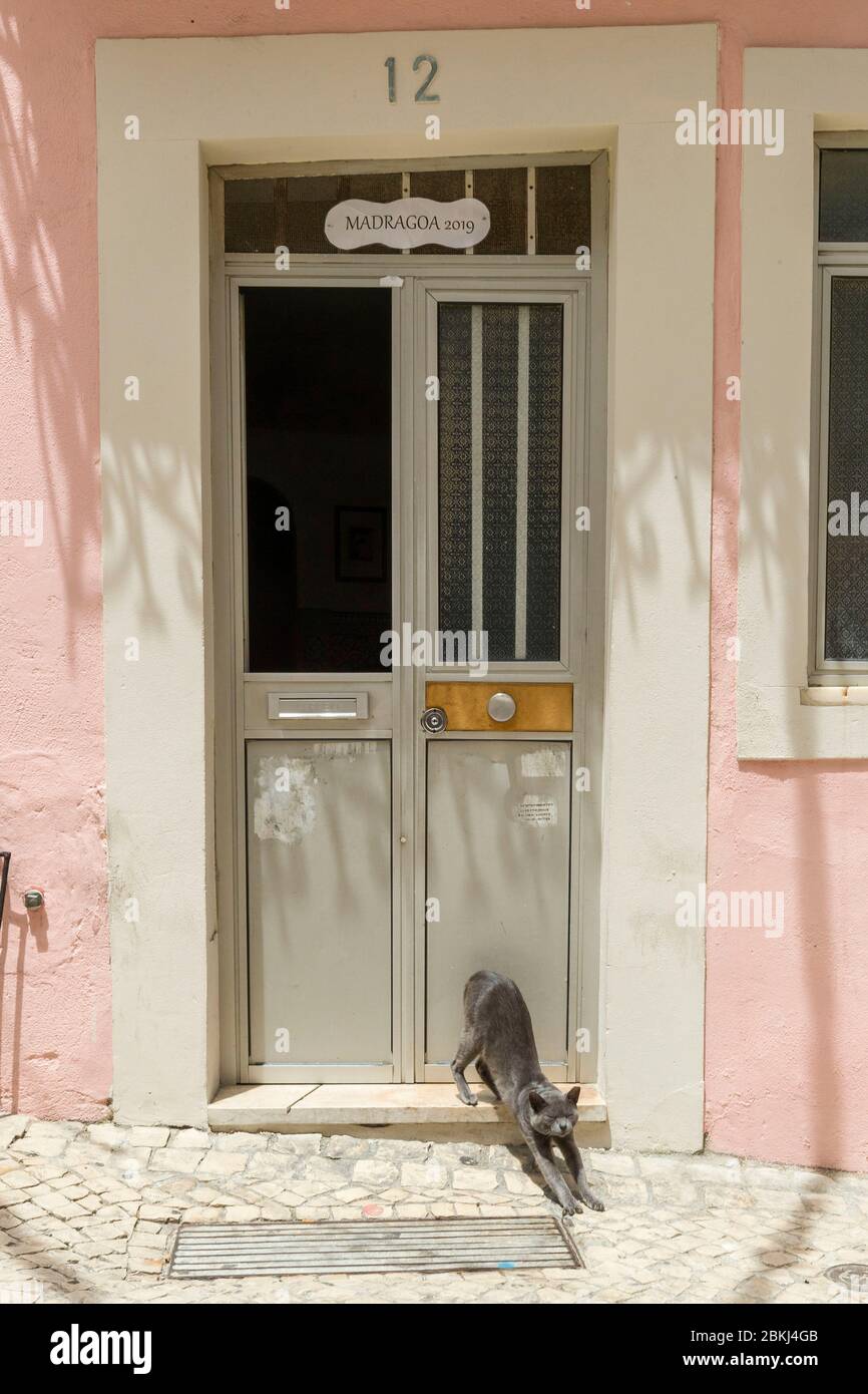 Portugal, Lissabon, Madragoa, Katze vor der Tür Stockfoto