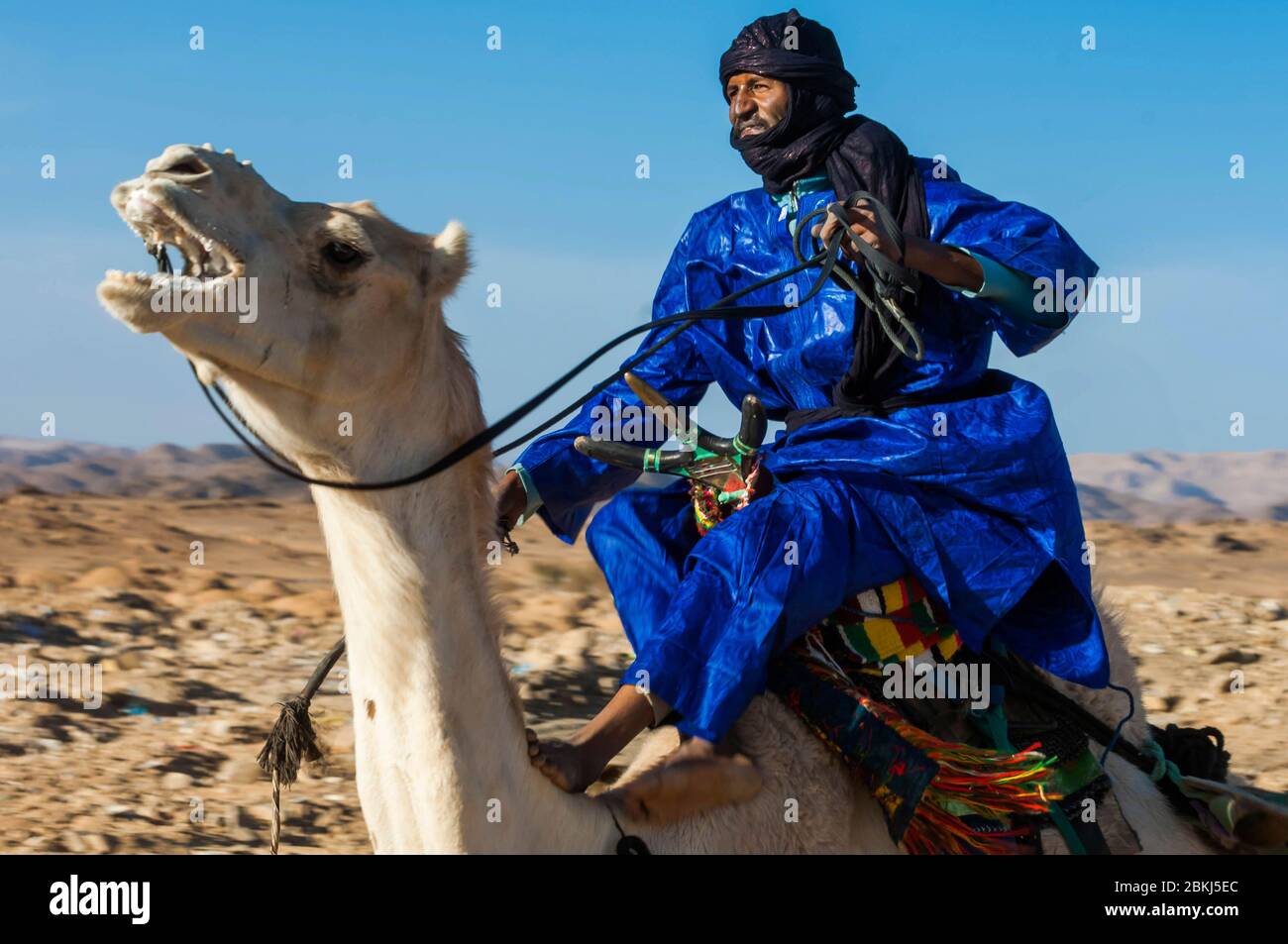 Algerien, Tamanrasset, Hoggar Sahara, Kamelrennen, während des Wüstenfestivals Stockfoto