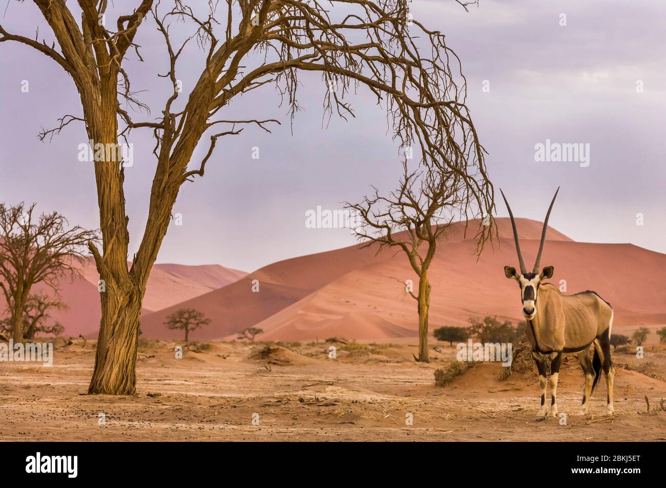 Namibia, Sesriem, Namib Naukluft National Park, Sossusvlei riesige Dünen, Oryx, Oryx Gazella, Wüstenantilope Stockfoto