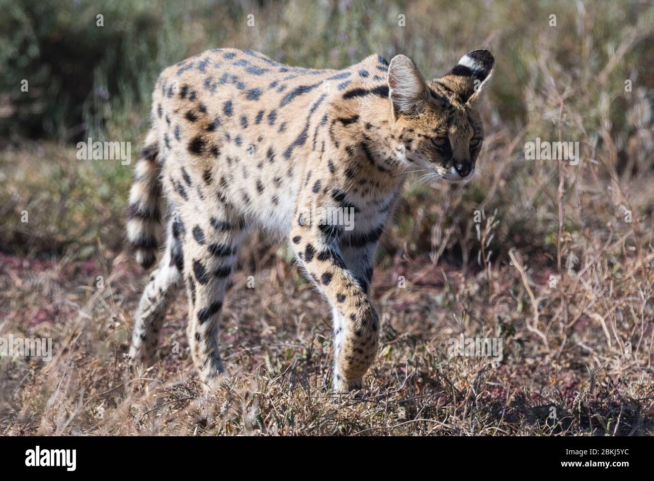 Serval (Leptailurus serval), Ndutu, Ngorongoro Conservation Area, Serengeti, Tansania Stockfoto