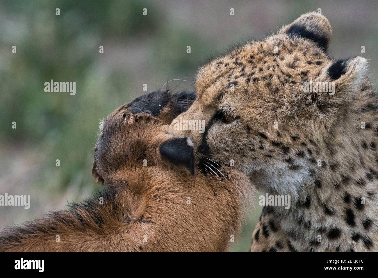 Geparde (Acinonyx jubatus) auf der Jagd nach einem blauen Wildschwein (Connochaetes taurinus), Ndutu, Ngorongoro Conservation Area, Serengeti, Tansania Stockfoto