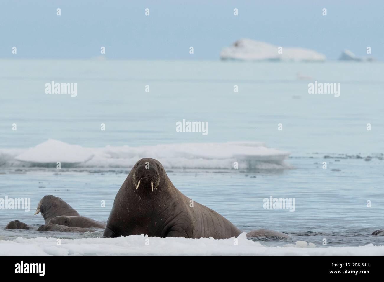 Atlantischer Walross (Odobenus rosmarus), Vibebukta, Austfonna, Nordaustlandet, Svalbard-Inseln, Norwegen Stockfoto