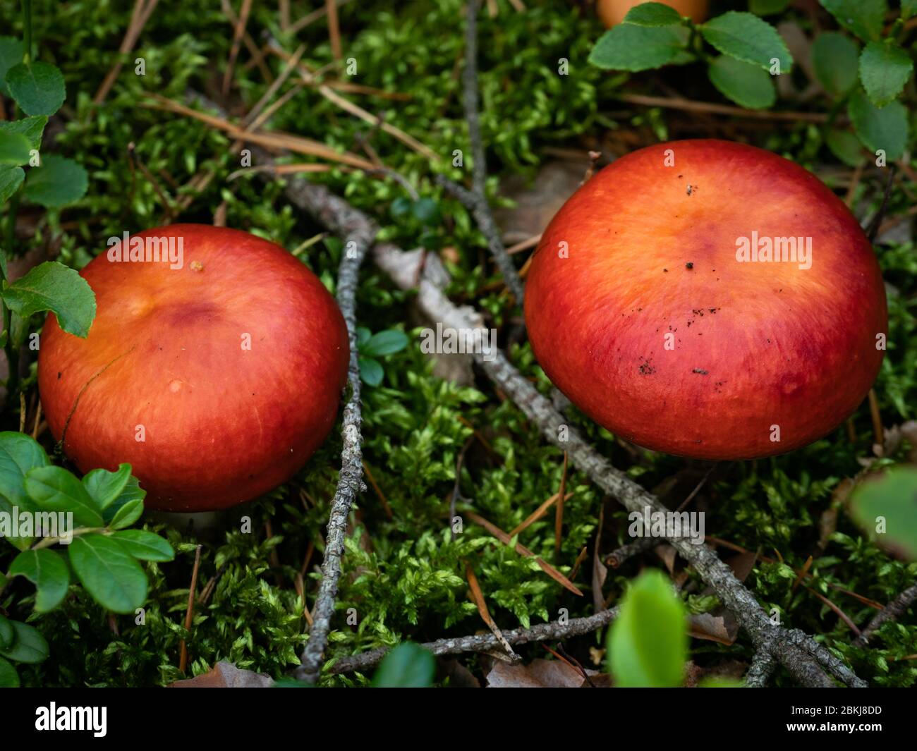 Zwei kleine rote Pilz. Selektiver Fokus. Stockfoto