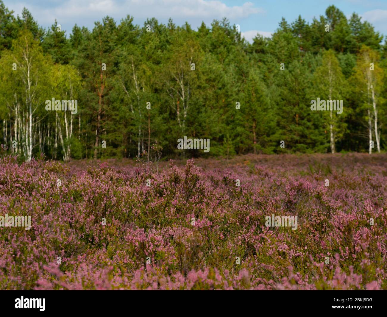 Schöne Heidewiese und Wald im Hintergrund. Stockfoto