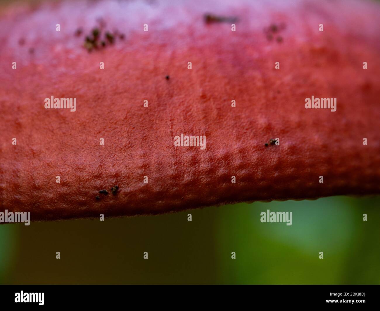 Makroaufnahme von roten Pilz-Fliegenpilz. Selektiver Fokus. Stockfoto