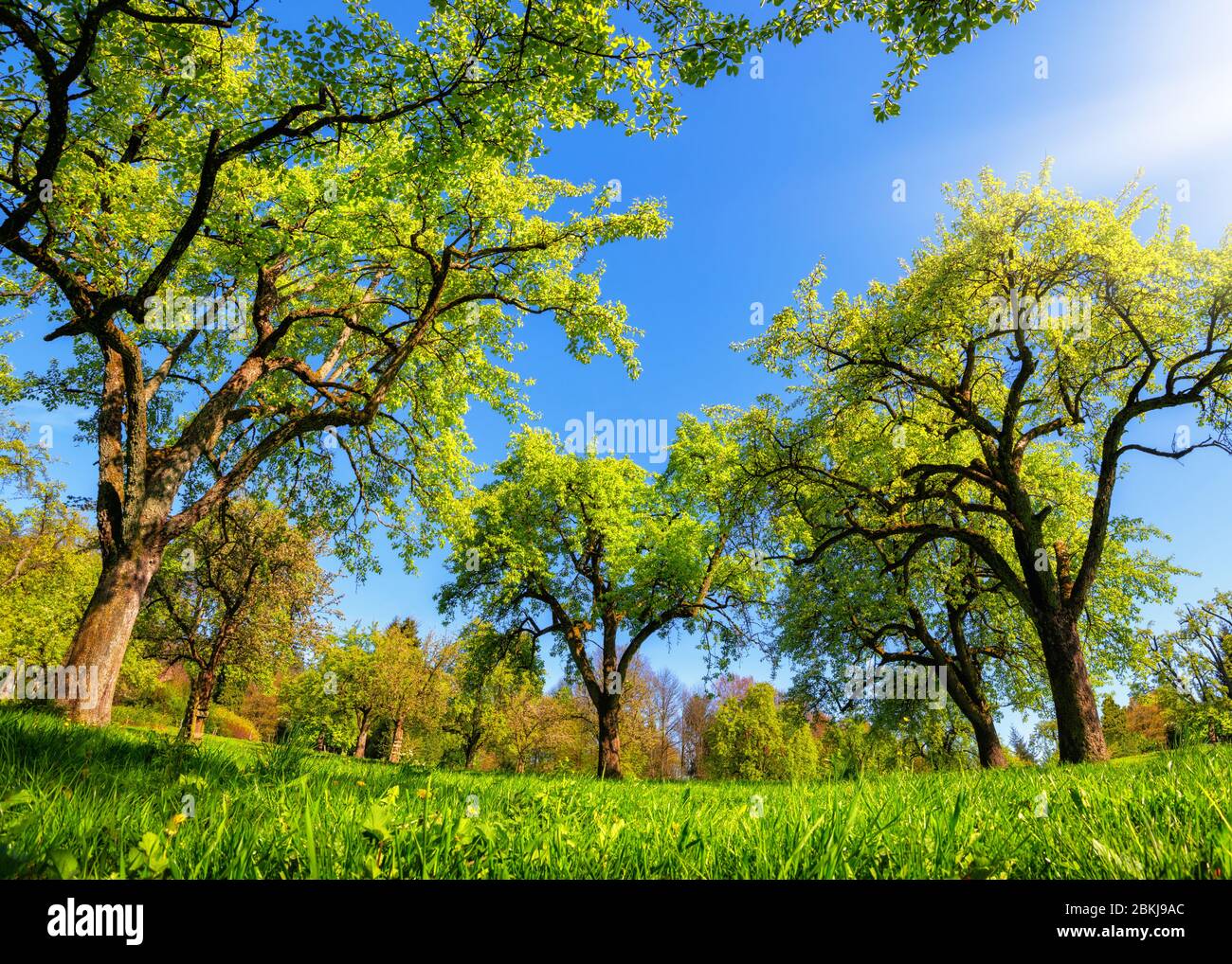 Schöne grüne Panoramalandschaft im Frühjahr oder Sommer, Bäume in einer Reihe auf einer Wiese und die Sonne leuchten hell Stockfoto