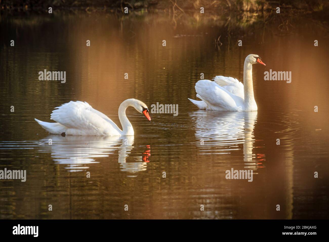 Zwei Schwäne schwimmen in einem Gewässer, Spiegel, goldener Sonnenaufgang an den Plothen Sky Lakes, Thüringen, Deutschland Stockfoto