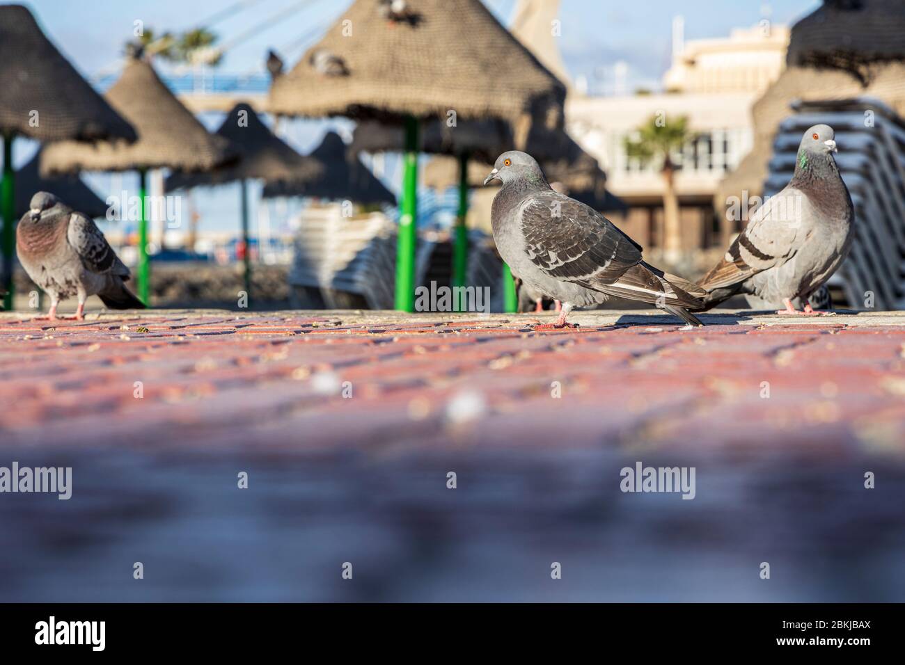 Tauben auf der Promenade am Playa la Pinta während der Zusammensperrung 19 im touristischen Ferienort Costa Adeje, Teneriffa, Kanarische Inseln, Spanien Stockfoto
