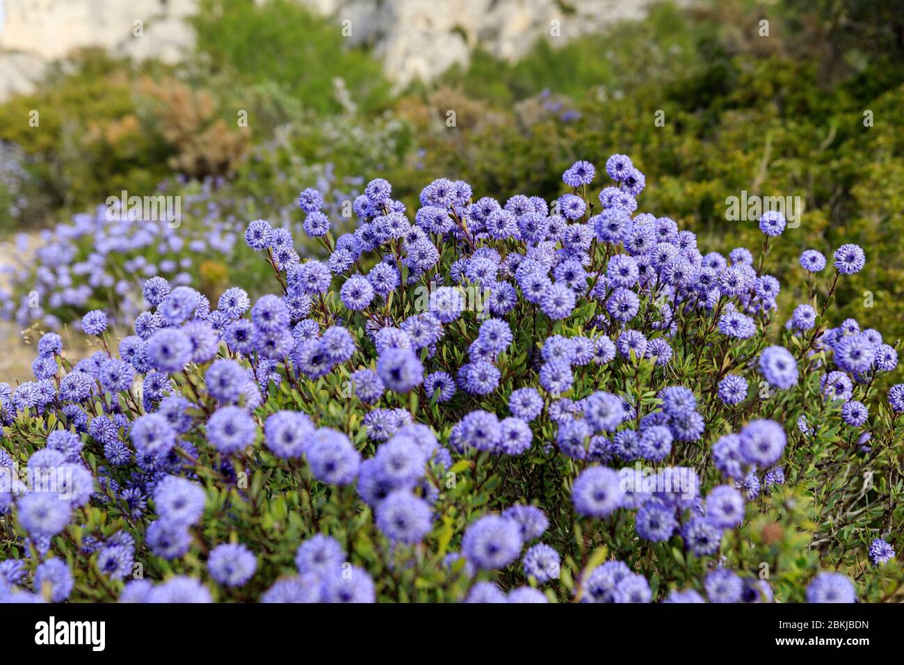 Frankreich, Bouches du Rhone, regionaler Naturpark Alpilles, Les Baux de Provence, gekennzeichnet mit Les Plus Beaux Villages de France, buschiger Kugelsternhaufen (Turbith oder Sene de Provence) Stockfoto