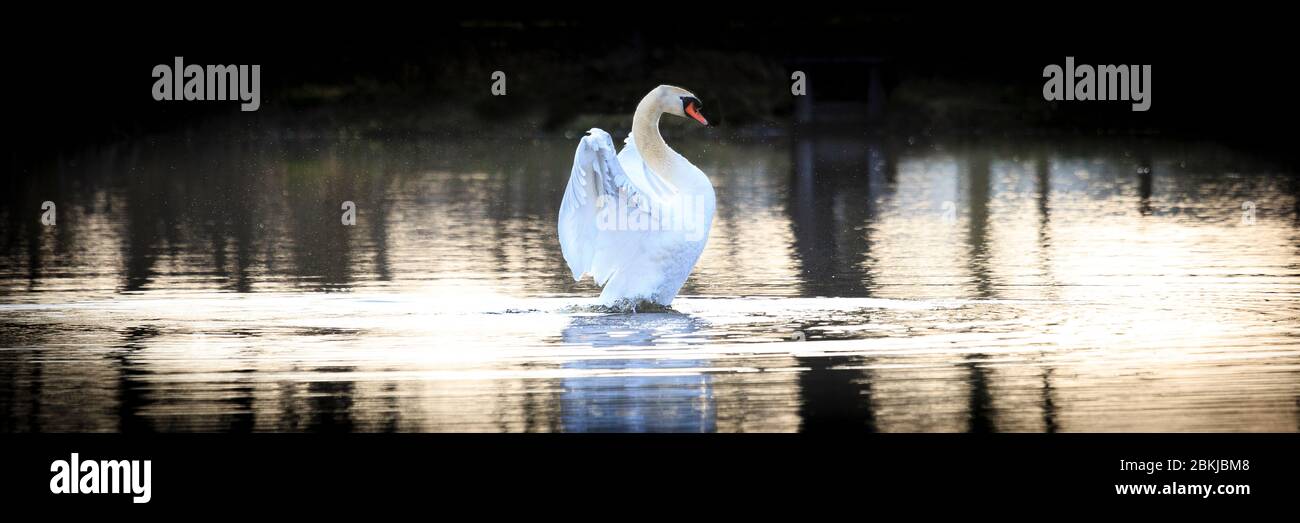 Single Swan spreiht sich am frühen Morgen in Plothen Sky Lakes, Thüringen, Deutschland, die Flügel Stockfoto