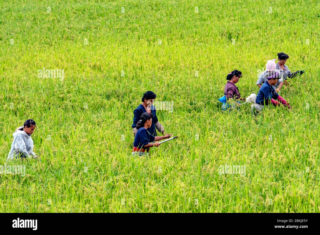 Nordkorea, Wonsan, landwirtschaftliche Genossenschaft Stockfoto