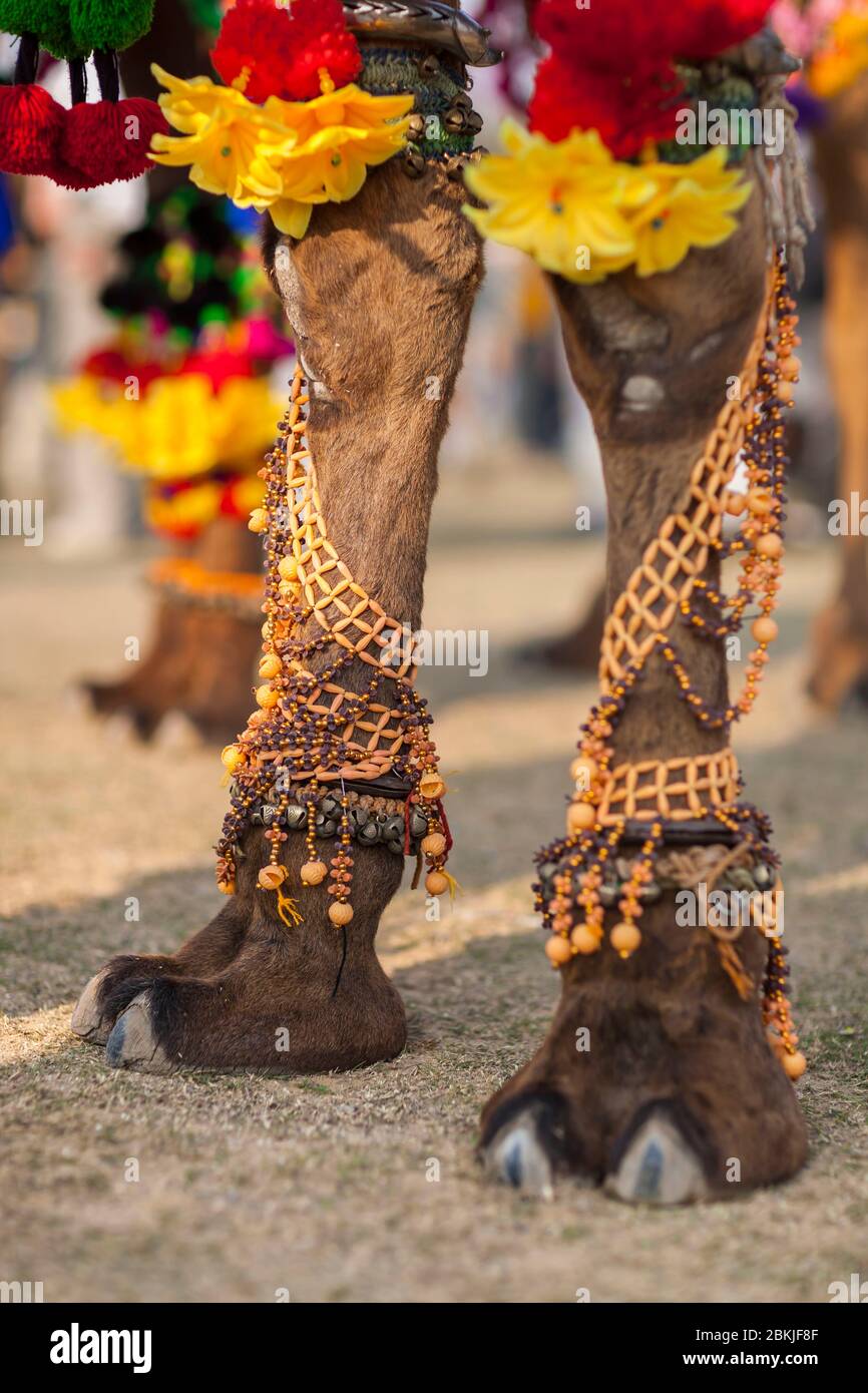 Indien, Rajasthan, Bikaner, Kamel Festival, Kamel Füße mit Blumen und goldenen Ketten dekoriert Stockfoto