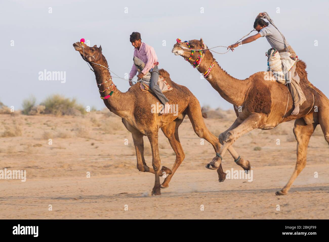 Indien, Rajasthan, Bikaner, Kamel Festival, Kamel Rennen Stockfoto