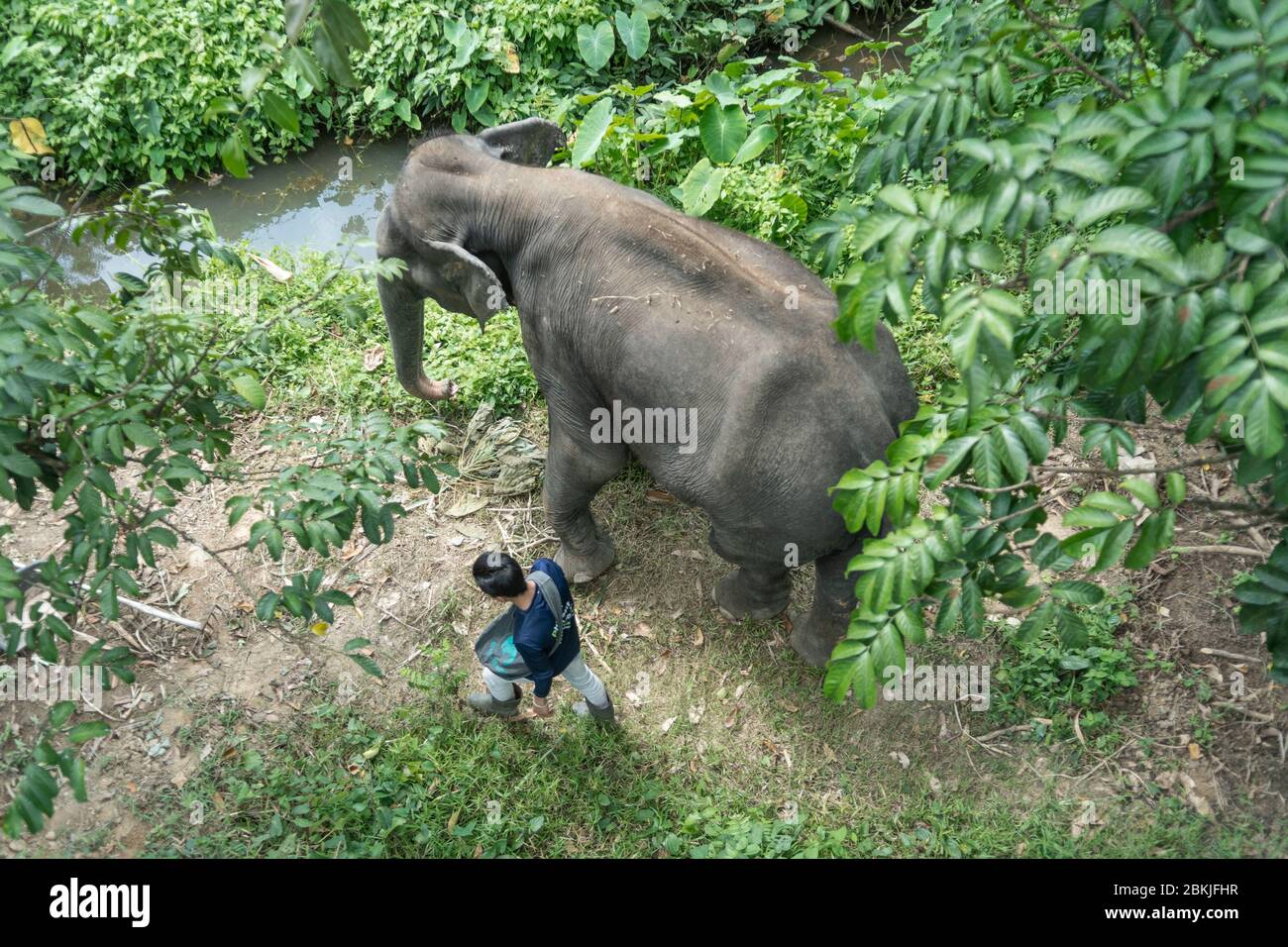 Thailand, Provinz Phuket, Phuket Elefantenschutzgebiet, wie von Fuß Brücke unter Park Stockfoto