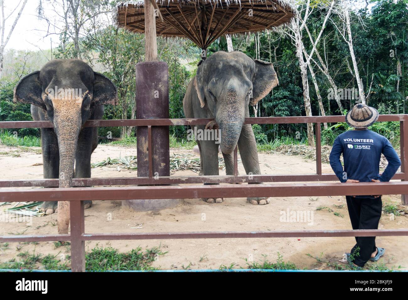 Thailand, Provinz Phuket, Phuket Elefantenschutzgebiet Stockfoto