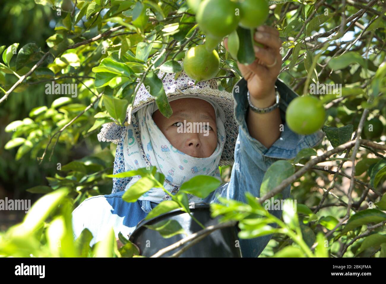 Frankreich, Guayana, Javouhey, Hmong Bauern bei der Arbeit Stockfoto