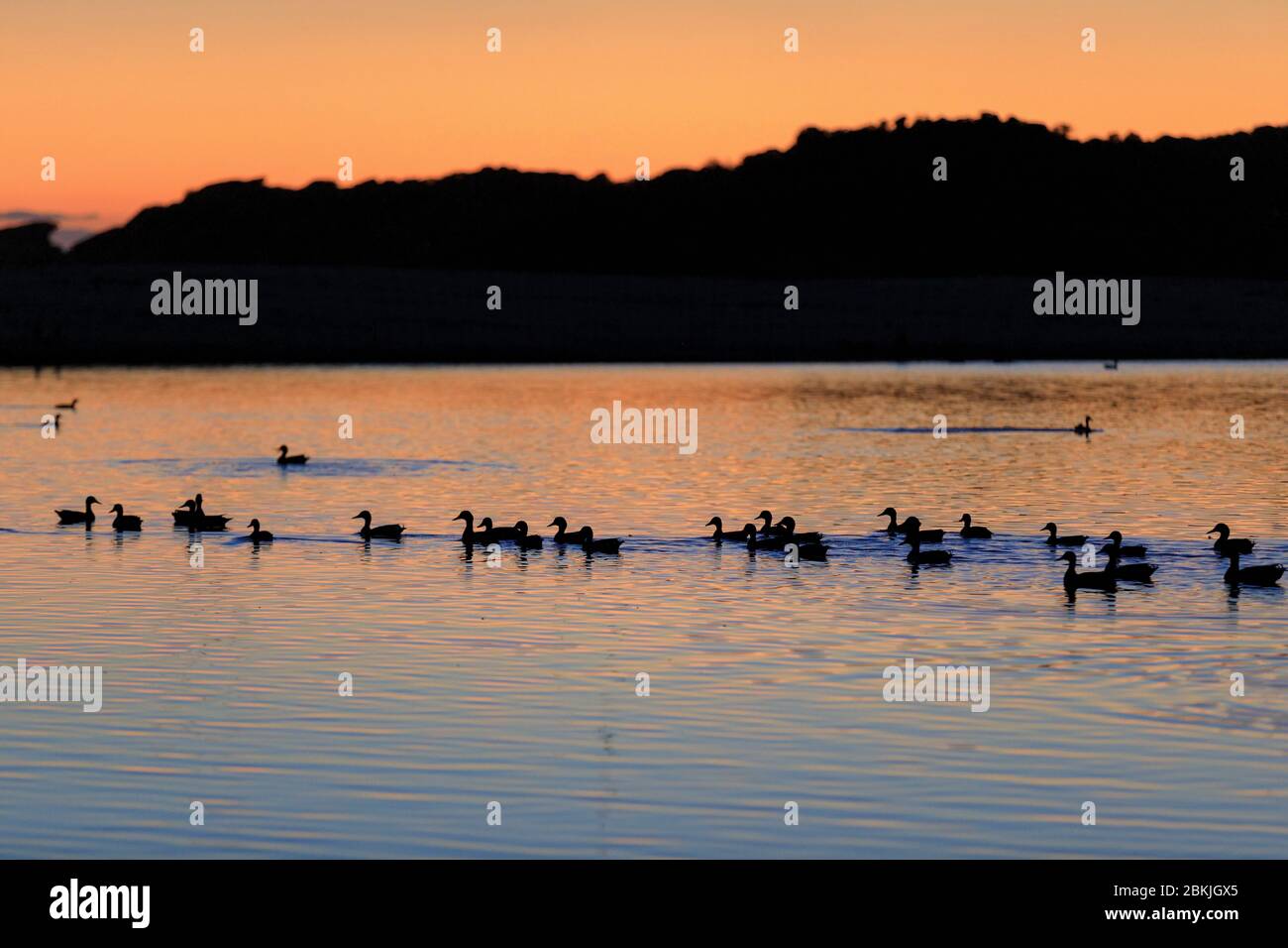 Frankreich, Corse du Sud, Domaine de Murtoli, Küstenfluss Ortolo, Enten (obligatorische Erwähnung Domaine de Murtoli) Stockfoto