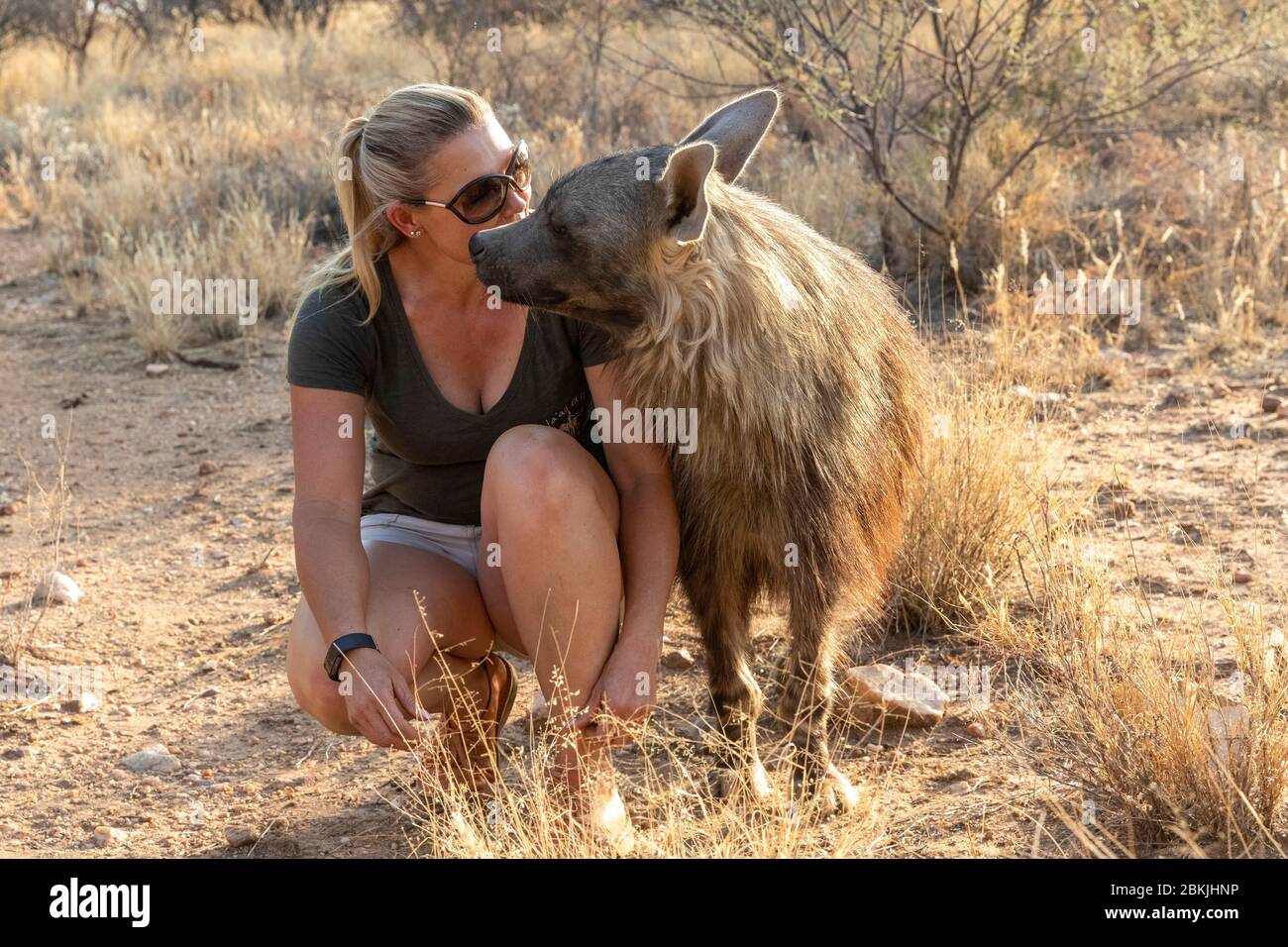 Namibia, Privatreservat, Hüter mit brauner Hyäne, (Parahyena brunnea, vor Hyena brunnea), gefangen Stockfoto