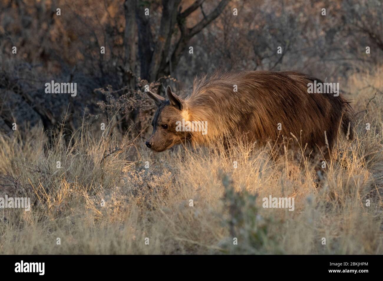 Namibia, Privatreservat, Braunhyäne oder Strandwolf (Parahyena brunnea, vor Hyena brunnea), gefangen Stockfoto