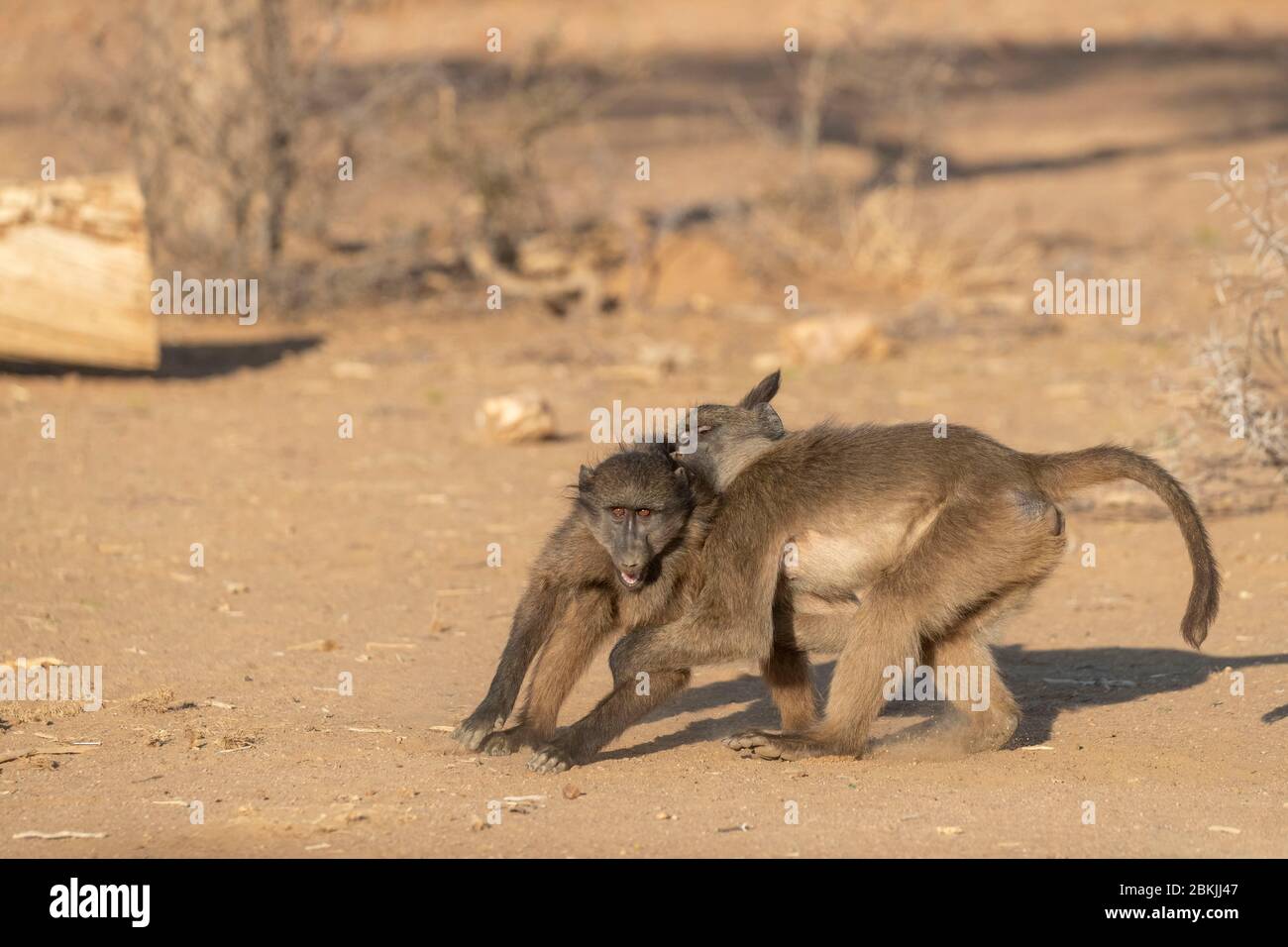 Namibia, Privatreservat, Chacma oder Chacma Pavian (Papio ursinus), Jugendliche spielen Stockfoto