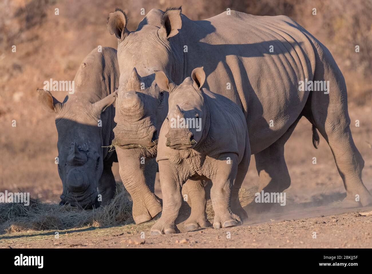 Namibia, Privatreservat, Weißnashorn oder Vierkantnashorn (Ceratotherium simum), Mutter und jung, gefangen Stockfoto