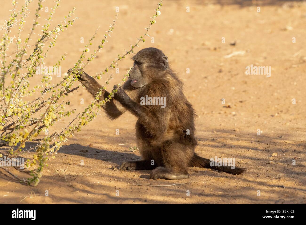 Namibia, Privatreservat, Chacma oder Chacma Pavian (Papio ursinus), Stockfoto
