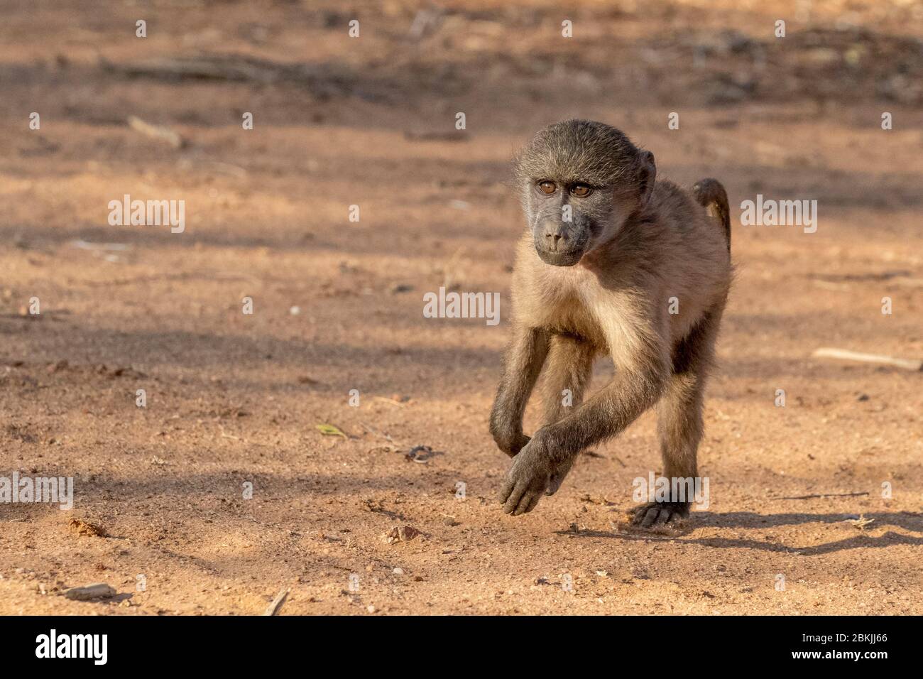Namibia, Privatreservat, Chacma oder Chacma Pavian (Papio ursinus), Stockfoto