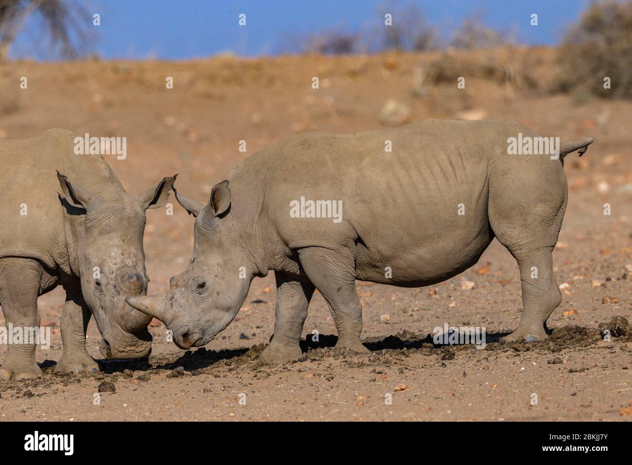 Namibia, Privatreservat, Weißnashorn oder Vierkantnashorn (Ceratotherium simum), Mutter und jung, gefangen Stockfoto