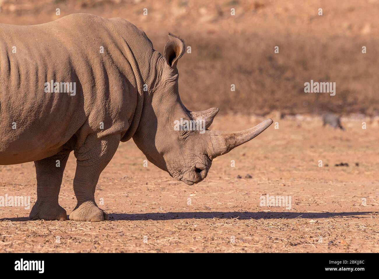 Namibia, Privatreservat, Weißnashorn oder Vierkantnashorn (Ceratotherium simum), Mutter und jung, gefangen Stockfoto