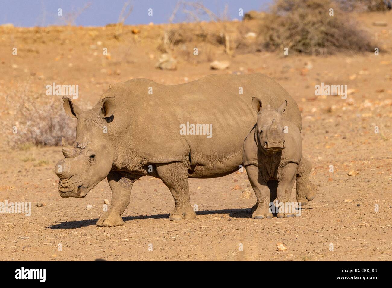 Namibia, Privatreservat, Weißnashorn oder Vierkantnashorn (Ceratotherium simum), Mutter und jung, gefangen Stockfoto