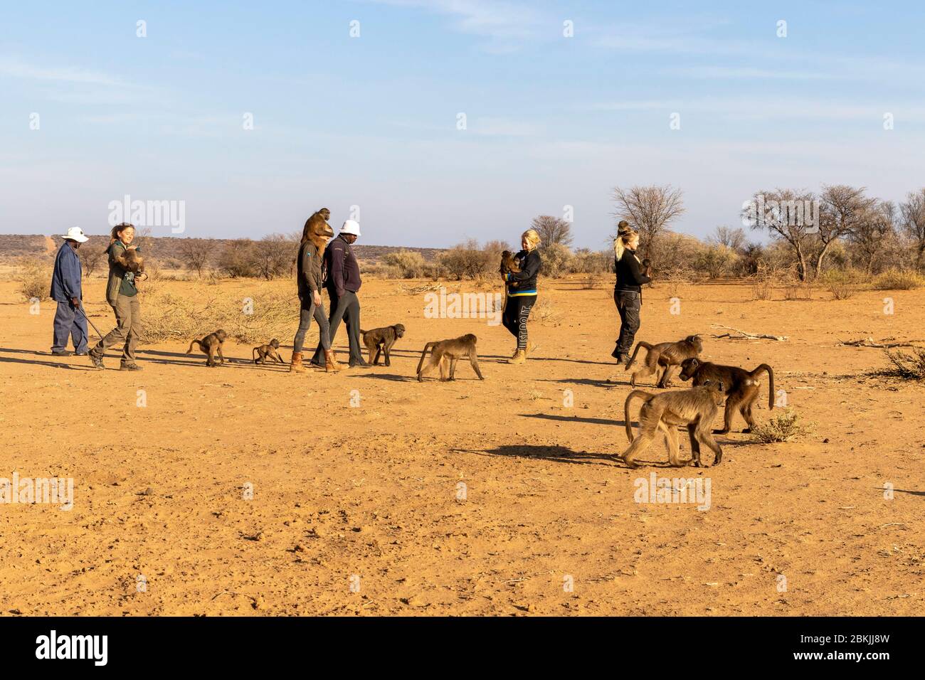 Namibia, Private Reserve, Chacma oder Chacma Pavian (Papio ursinus), junge von Freiwilligen getragen Stockfoto