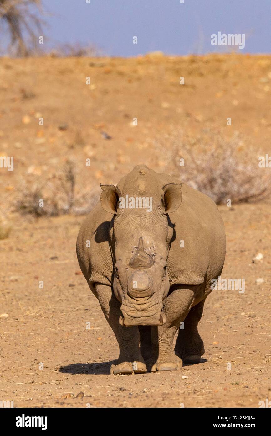 Namibia, Privatreservat, Weißnashorn oder Vierkantnashorn (Ceratotherium simum), Mutter und jung, gefangen Stockfoto