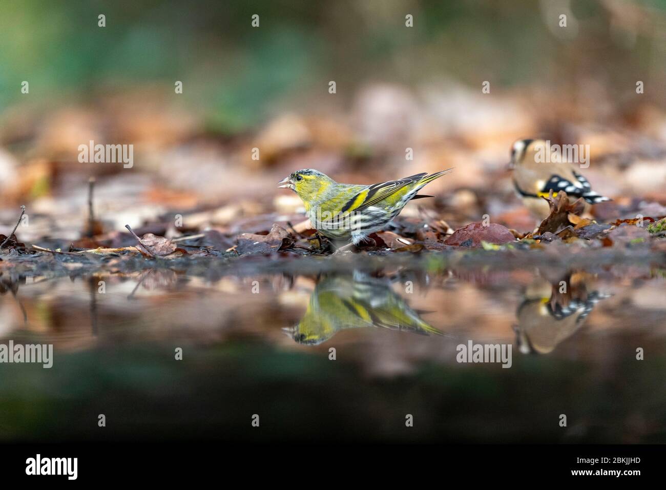 Frankreich, Sarthe , Rouesse Vasse, Hain, eurasische Siskin (Spinus spinus) Stockfoto