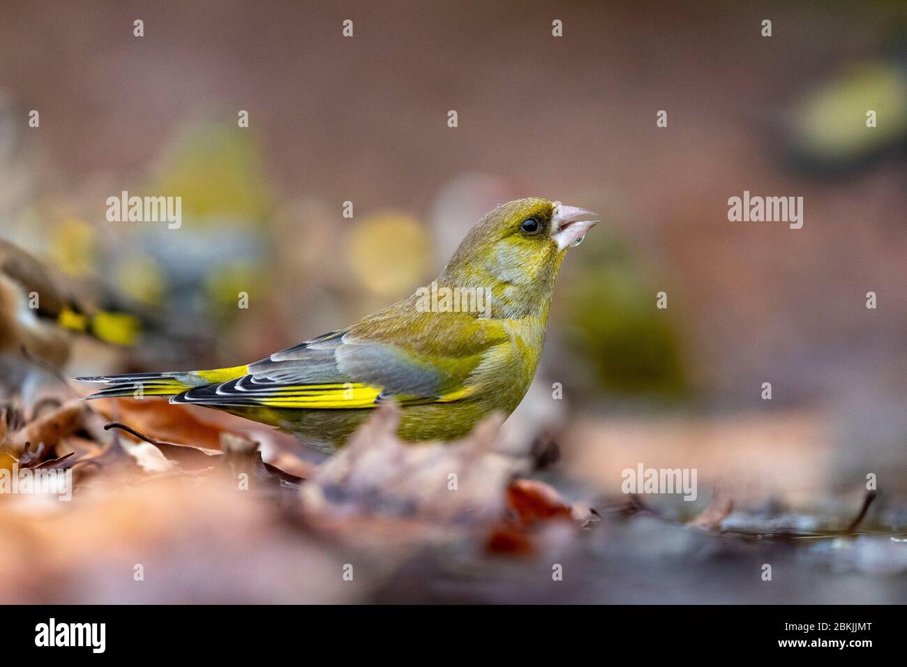 Frankreich, Sarthe , Rouesse Vasse, Hain, Europäischer Grünfink oder Grünfink (Chloris chloris) Stockfoto