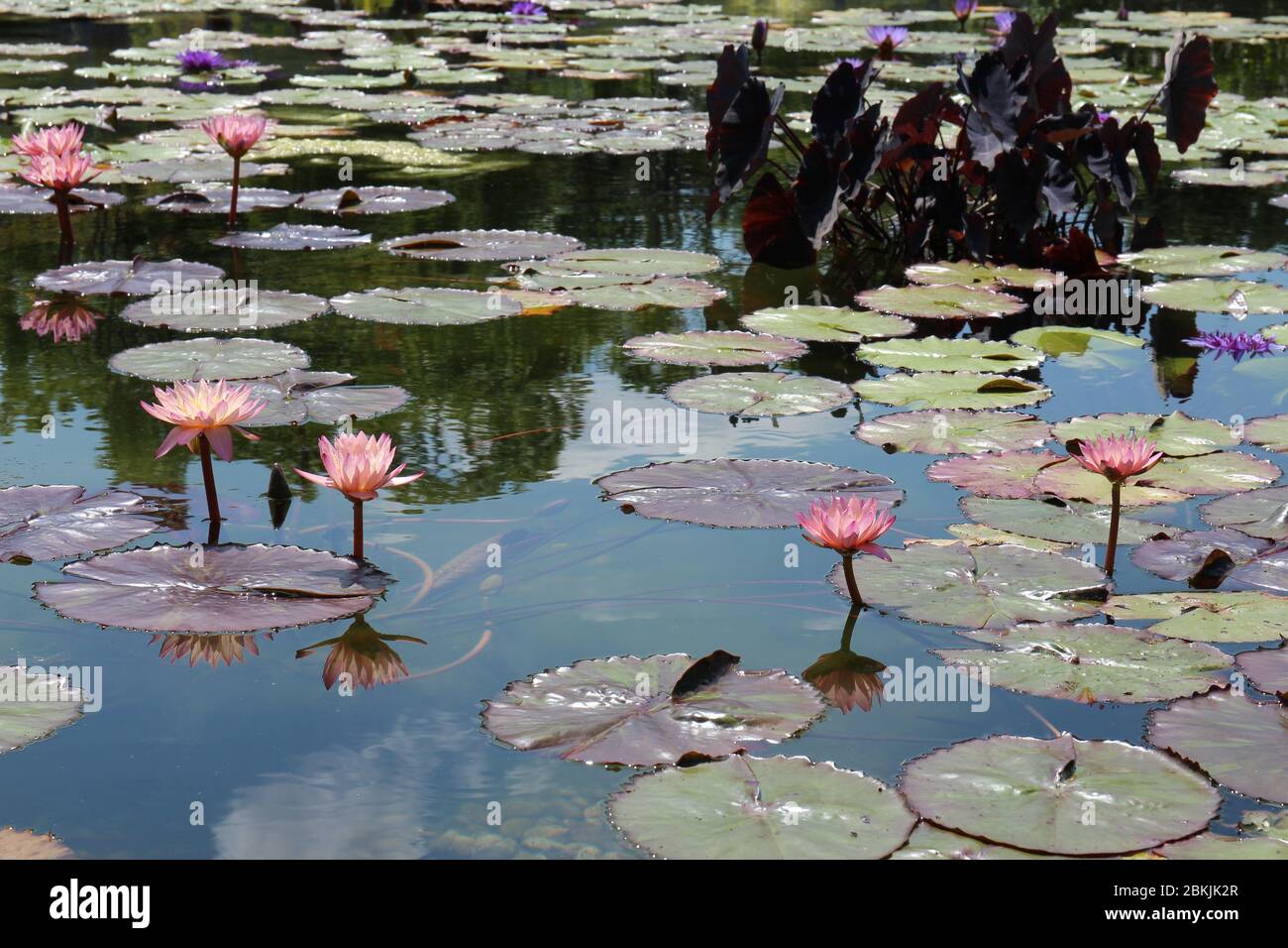 Rosa Seerosenblumen, Seerosenpads und Elefantenohrpflanzen, die im Sommer in einem großen Teich mit selektivem Fokus schweben Stockfoto