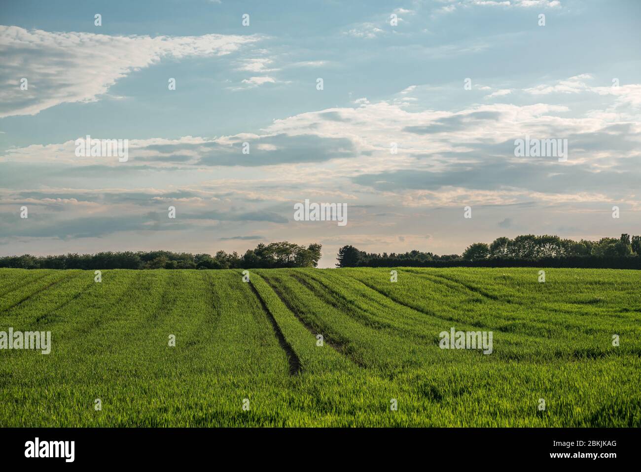 Blick über ein weites Feld mit jungen Pflanzen, Stockfoto