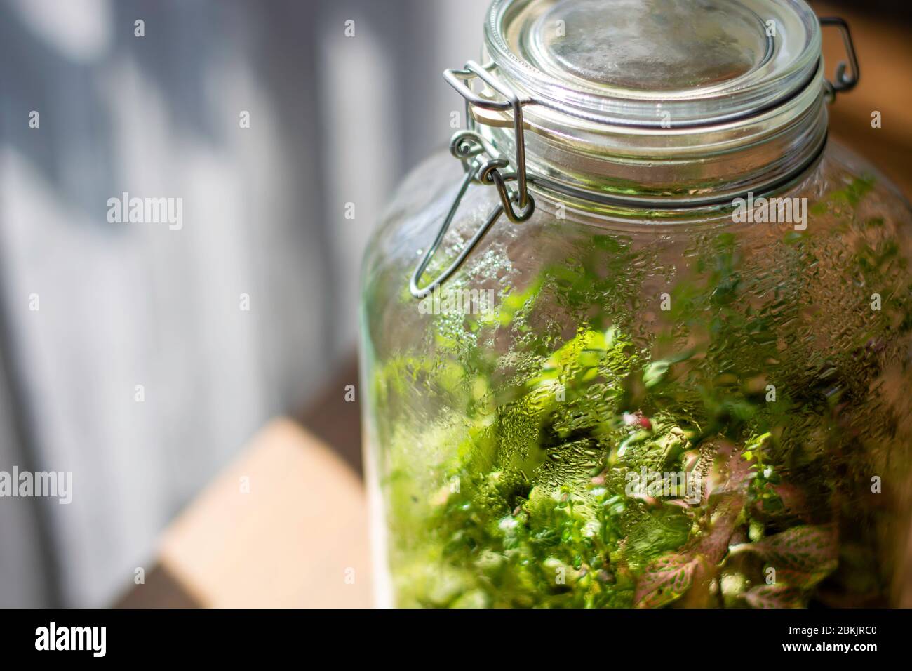 Pflanzen in einer geschlossenen Glasflasche. Terrarium Glas kleines Ökosystem. Feuchtigkeit kondensiert auf der Innenseite des Glases. Der Prozess der Photosynthese. Tropfen Stockfoto