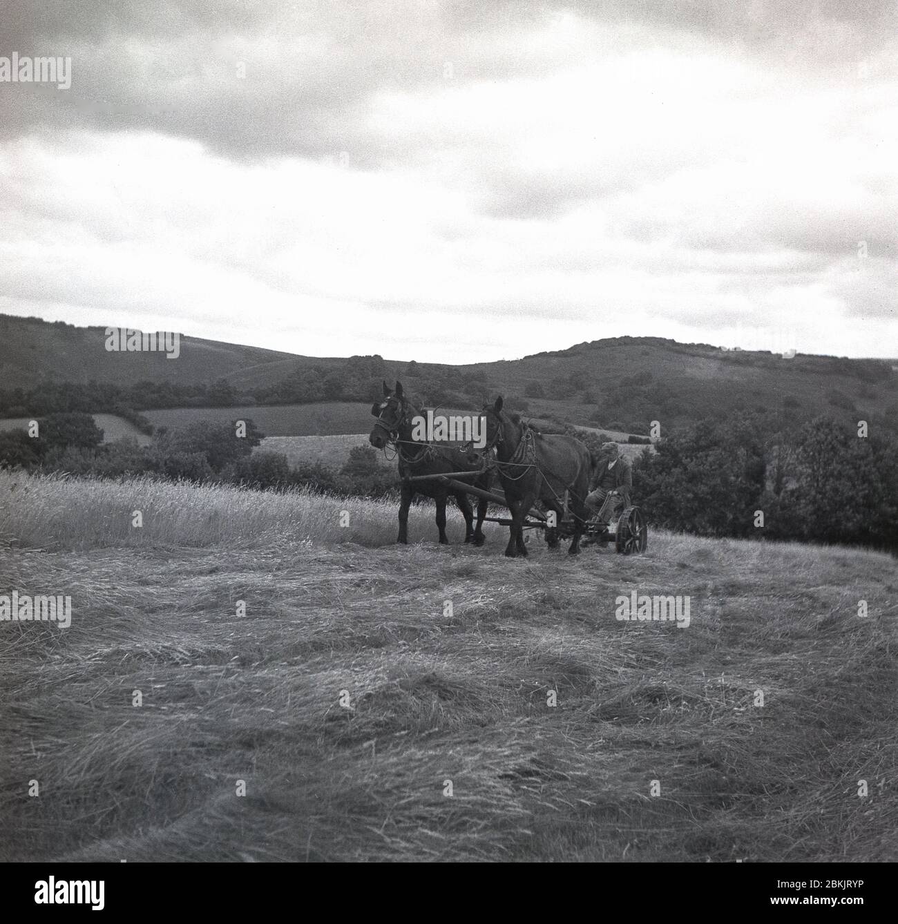 1930er Jahre, historisch, landwirtschaftlich, draußen auf einem Feld auf einem Hügel am Dartmoor Nationalpark, in Chagford, Devon, ein Bauer sitzt auf einem Pferd gezogen, zwei Rädern Bauernhof Schnitter die Ernte. Stockfoto