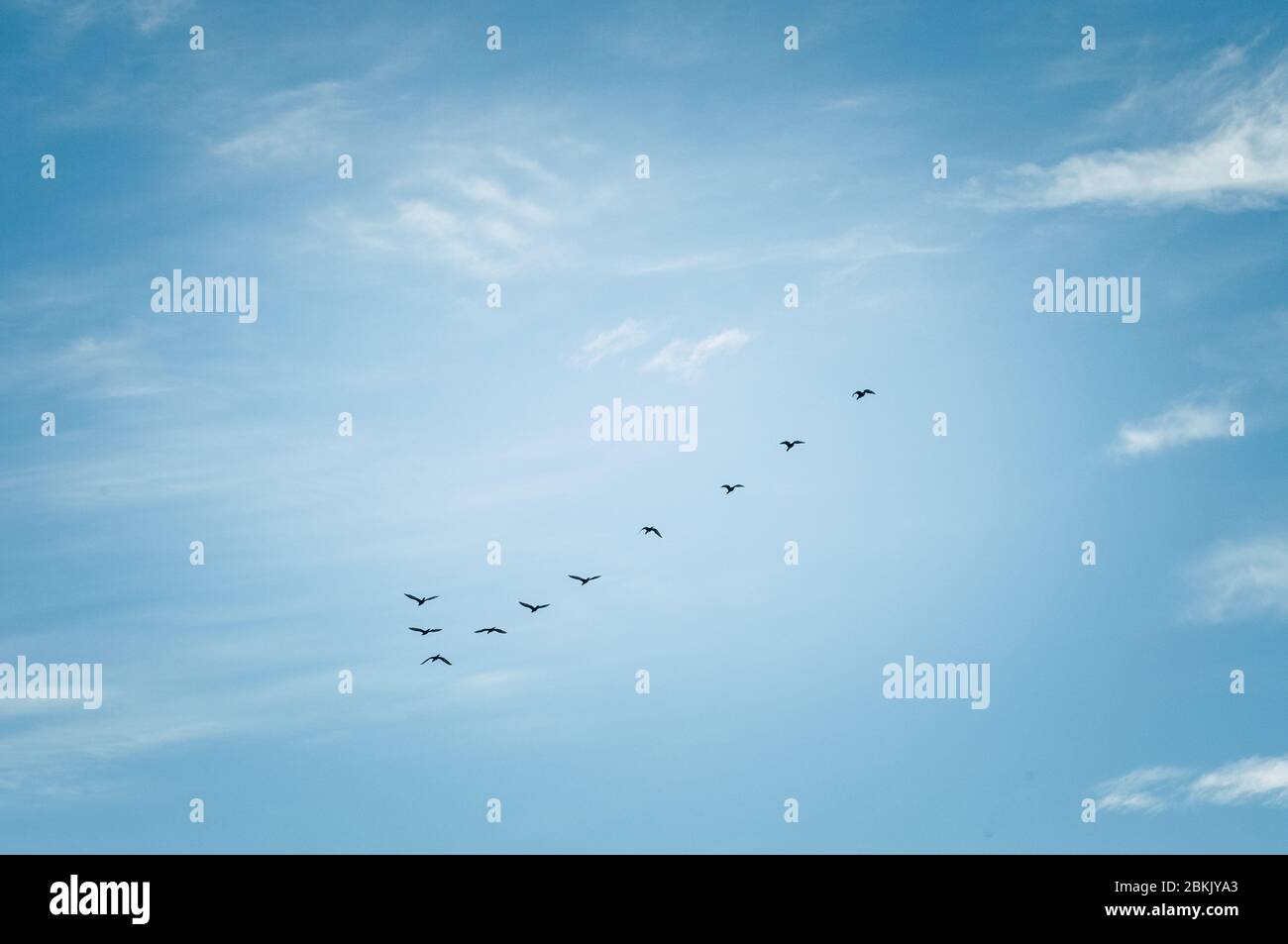 Bildung von fliegenden Vögeln am blauen Himmel Stockfoto