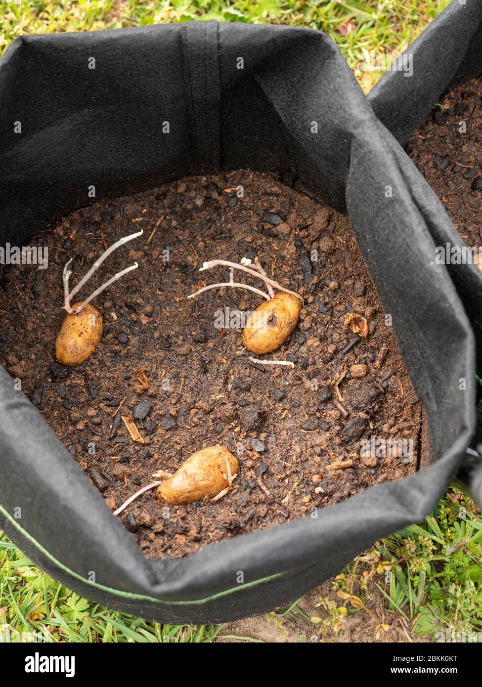 Kartoffeln in einem Pflanzbeutel gepflanzt Stockfoto