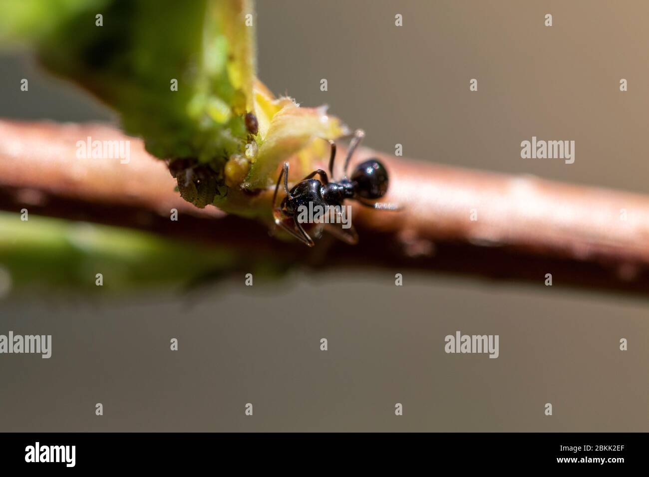 Ein Makroporträt einer schwarzen Ameise, die über einen dünnen Ast eines Baumes geht. Das Insekt lief auf und ab und legte seine Eier unter die Blätter von t Stockfoto