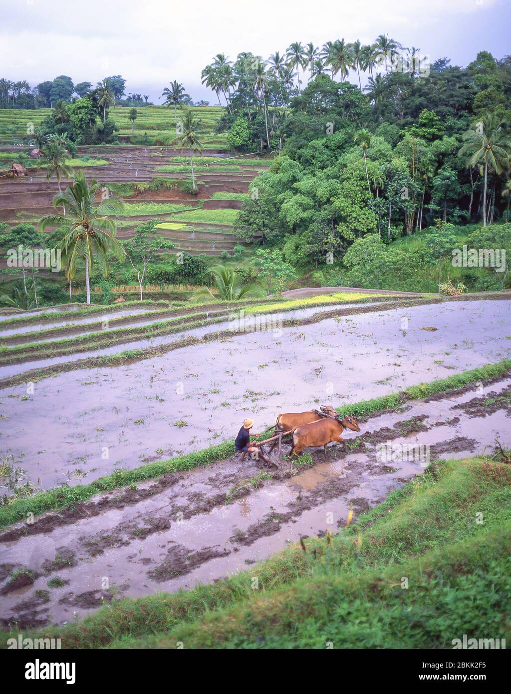 Bauer, der Reisfelder mit einem Team von Ochsen bebaut, Bali, Republik Indonesien Stockfoto