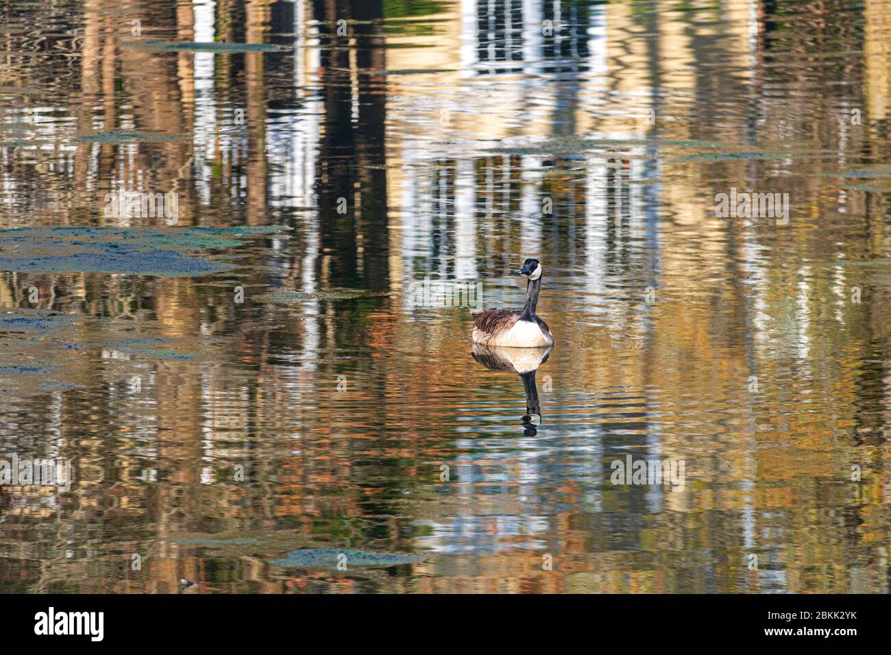Kanadagans auf dem Teich Stockfoto