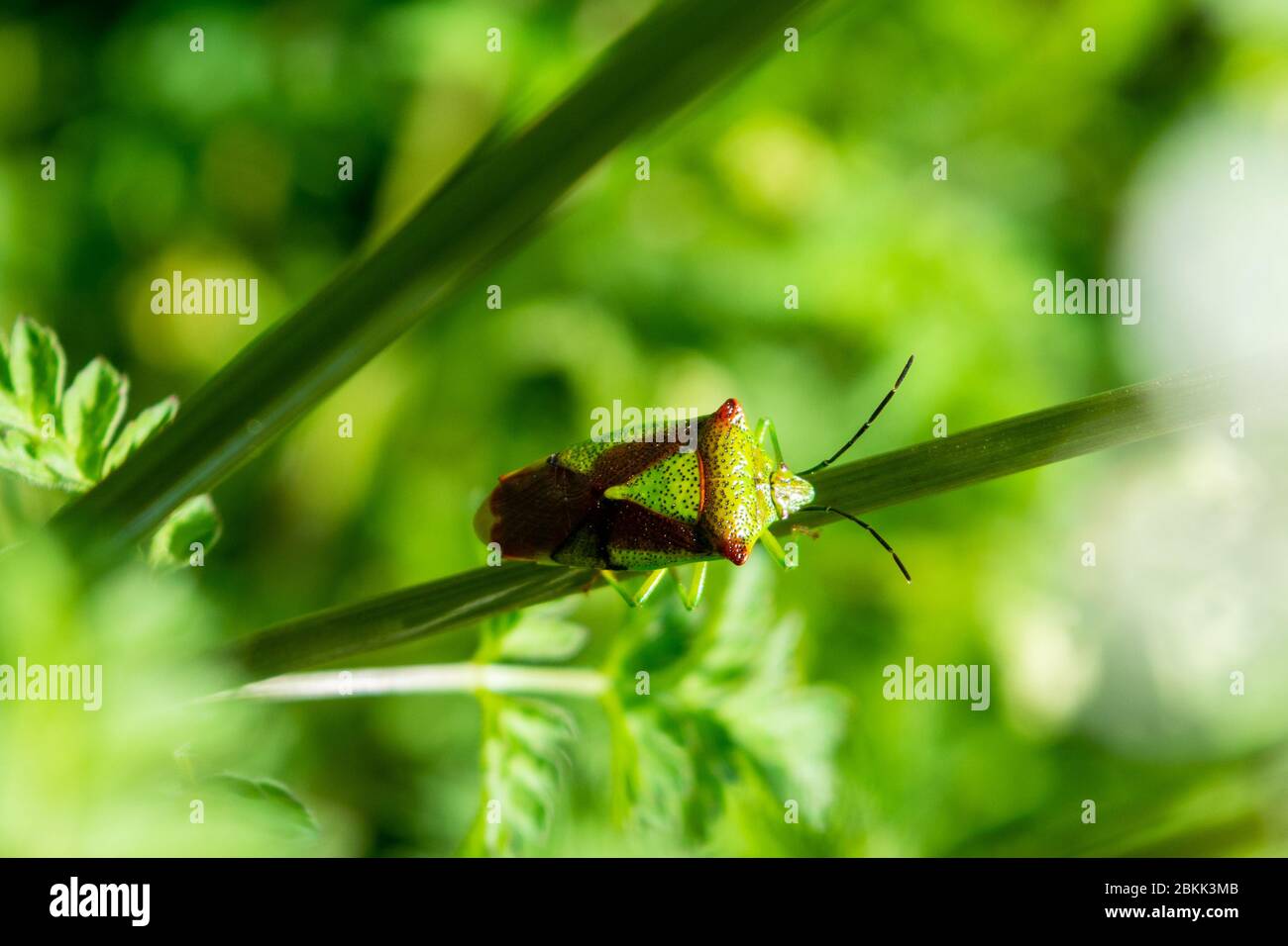 Ein adulter Form Weißdornschild Bug Acanthosoma haemorrhoidale auf einem Stamm der Kuhpsilie in einer Hecke Stockfoto