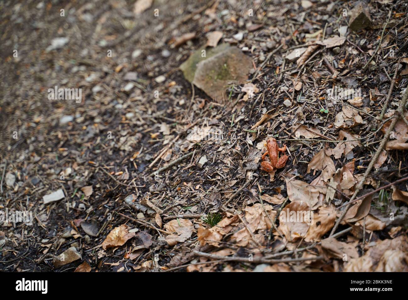 Textur eines kleinen Frosches im Wald Stockfoto